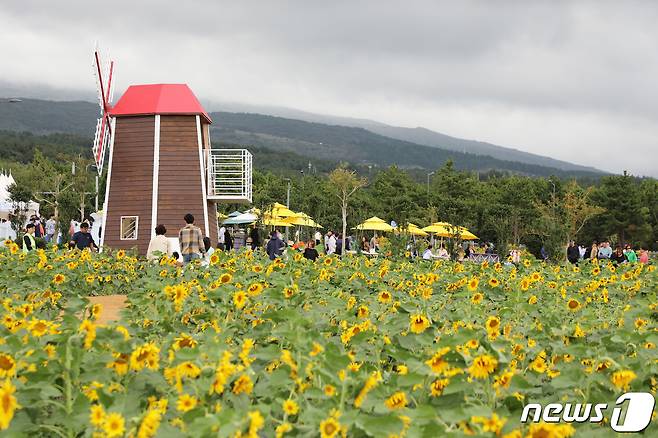 8일 오후 제주 서귀포시 헬스케어타운 일대에서 '2023 영천동 해바라기 축제'가 열리고 있다.2023.10.8./뉴스1 ⓒ News1 오미란 기자