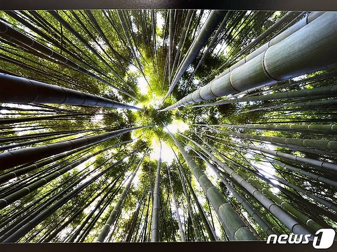 대상을 수상한 박유환 작가의 '십리대숲의 위용'.(울산광역시제공)