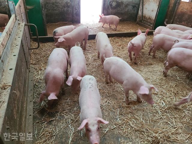지난 8월 29일(현지시간) 네덜란드 후그스트라트 '존바르켄 농장' 축사에서 자라고 있는 돼지들의 모습. 돼지들의 체표면에 오물이 전혀 묻어있지 않다. 축사 내부의 암모니아 농도는 1ppm수준이다. 농장주는 "어미돼지가 새끼돼지의 배변습관을 형성하도록 유도하고 있다"고 했다. 사육 면적이 충분한 것도 교육에 도움이 된다. 사육 밀도가 높아지면 아무 데나 배설할 수 밖에 없기 때문이다. 존바르켄 농장의 사육 면적은 1마리 당 평균 2.3제곱미터, 한국은 0.9제곱미터다. 후그스트라트=윤현종 기자