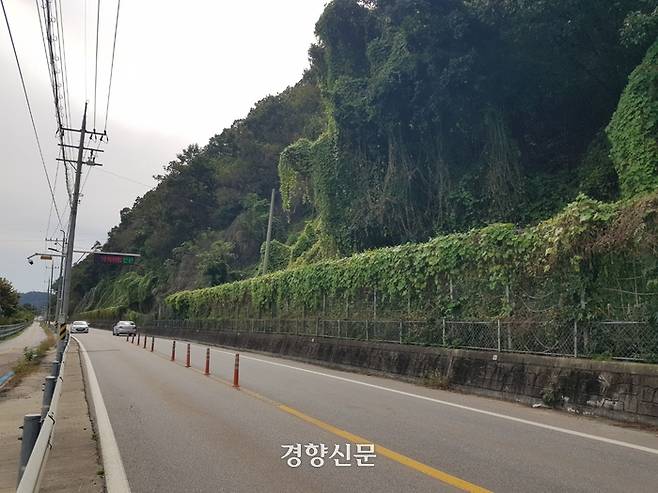 지난 7일 유해 외래 식물인 ‘가시박’ 넝쿨이 야산 밑자락을 뒤덮은 춘천시 서면 의암호 인근 도로에 차량들이 지나가고 있다. 최승현 기자