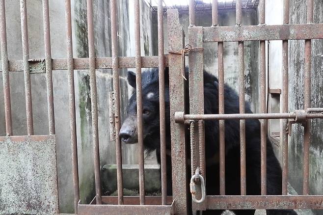 웅담 채취용으로 사육되던 반달가슴곰 '주영이' 모습. 동물권행동 카라 제공