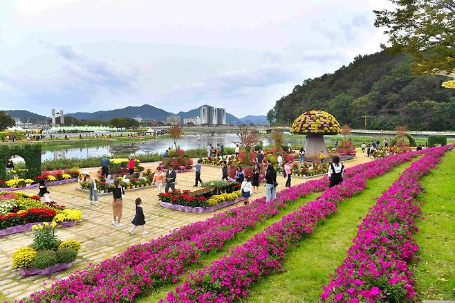 장성 황룡강 가을꽃 축제 [전남 장성군 제공. 재판매 및 DB 금지]