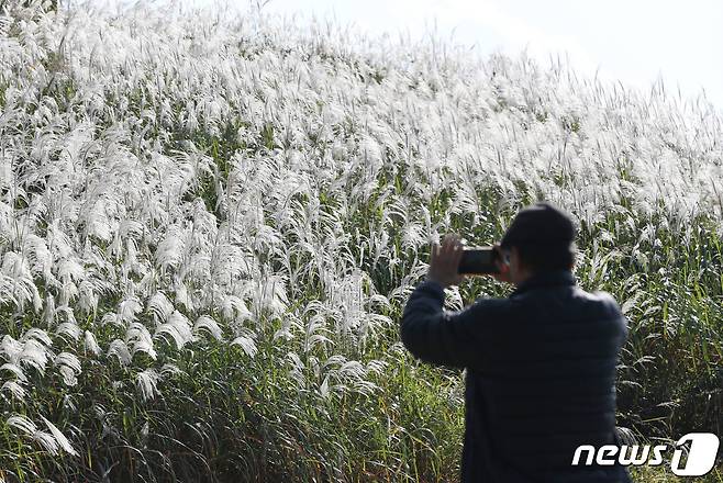 완연한 가을 날씨를 보인 11일 오후 경기 수원시 팔달구 화서공원에 억새가 만개해 있다. 2023.10.11/뉴스1 ⓒ News1 김영운 기자