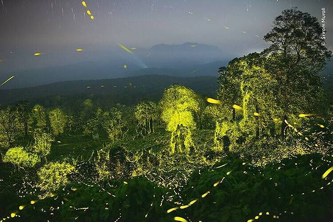 인도 타밀나주 주의 아나말리아 호랑이 보호구역에서 숲과 밤하늘을 뒤덮은 반딧불을 촬영한 작품 ‘환상의 빛’은 무척추동물 부문 수상작에 꼽혔다. 스리람 무랄리·2023 올해의 야생동물 사진가 공모전 제공