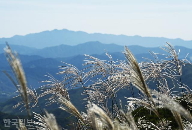 장안산 능선에 오르면 시야가 확 트이고 억새 물결 너머로 웅장한 지리산 산줄기가 이어진다.