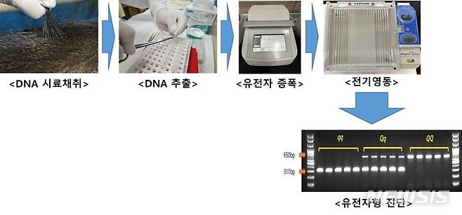 [전주=뉴시스]윤난슬 기자 = 실험절차 그림.(사진=농촌진흥청 제공)