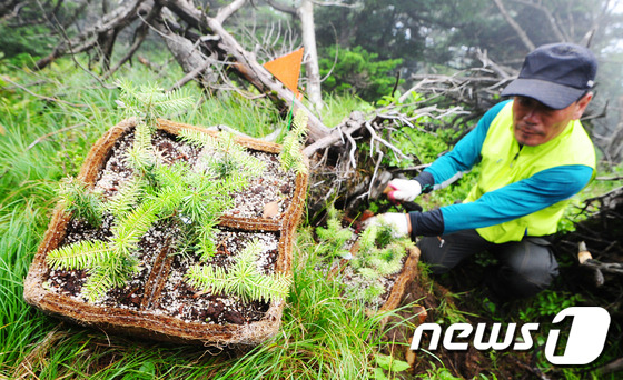 4일 제주 한라산 영실 등반로 1630m 일원에서 열린 ‘구상나무 종 복원연구를 위한 한라산 자생지내 시험식재 행사’에서 참가자들이 구상나무 묘목을 심고 있다. 한라산국립공원관리소, 산림청 국립산림과학원 난대아열대산림연구소가 공동으로 주최한 이날 행사는 한라산 구상나무 보전연구의 일환으로 자생지내 시험식재를 통해 구상나무 종 보전의 필요성을 알리고 도민 공감대 형성을 하기 위해 열렸다.2017.7.4/뉴스1 ⓒ News1 이석형 기자