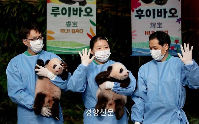 지난 7월 7일에 태어난 쌍둥이 판다 ‘루이바오’와 ‘후이바오’가 12일 경기도 용인 에버랜드 동물원 판다월드에서 판다 팬들에게 최초로 공개되고 있다. 김창길기자