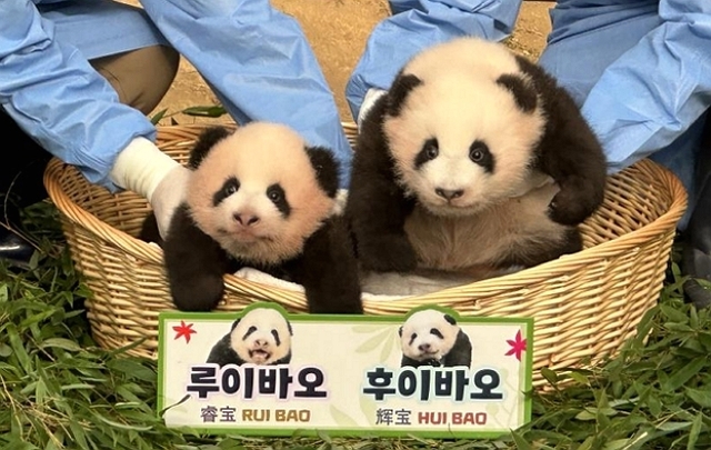 12일 공개된 쌍둥이 아기 판다 ‘루이바오’와 ‘후이바오’의 모습. 에버랜드