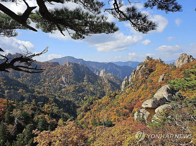 짙게 물드는 설악산 단풍 (인제=연합뉴스) 양지웅 기자 = 계절이 완연한 가을로 접어든 12일 강원 설악산 국립공원 내 봉정암 인근 단풍이 곱게 물들어 있다. 기상청은 이달 23일께 설악산 단풍이 절정에 이를 것으로 내다봤다. 2023.10.12 yangdoo@yna.co.kr