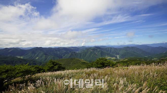 은빛 억새 물결이 장관을 이루는 민둥산 정상 주변 풍경