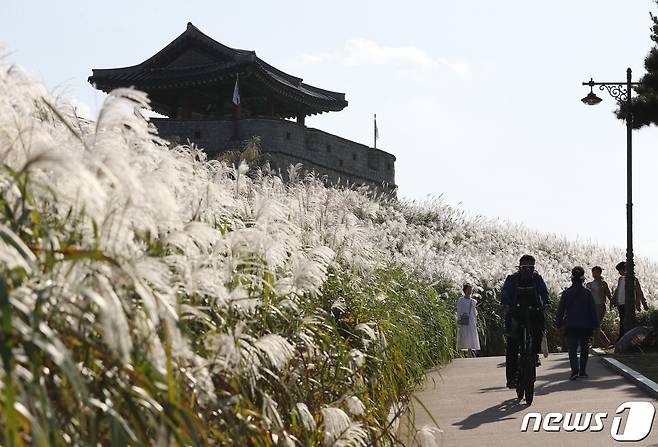 완연한 가을 날씨를 보인 11일 오후 경기 수원시 팔달구 화서공원에 억새가 만개해 있다. 2023.10.11/뉴스1 ⓒ News1 김영운 기자