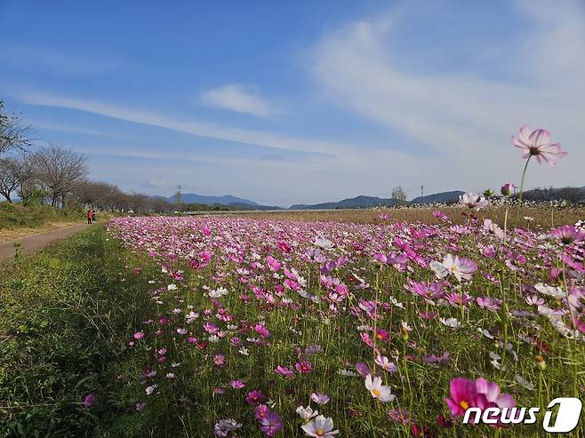 충북 진천 백곡천의 코스모스가 만개해 가을의 정취를 물씬 풍기고 있다.(진천군 제공)/뉴스1 ⓒ News1