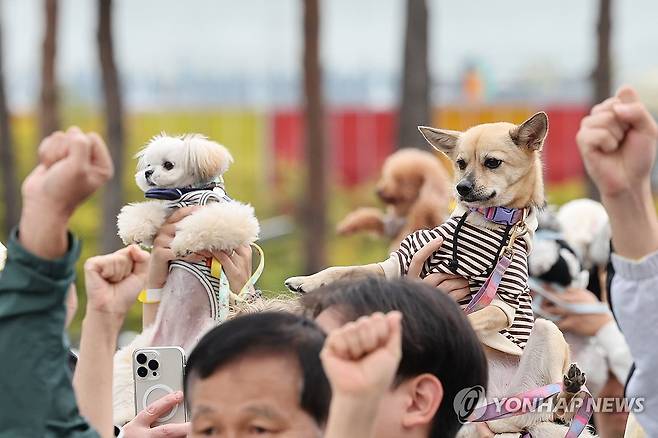 '댕댕이 패션런' [연합뉴스 자료사진]