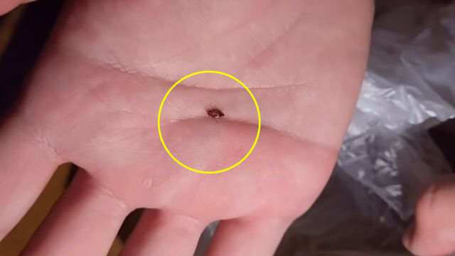 인천의 한 사우나에서 발견된 빈대로 추정되는 곤충./사진=유튜브 '다흑' 캡처