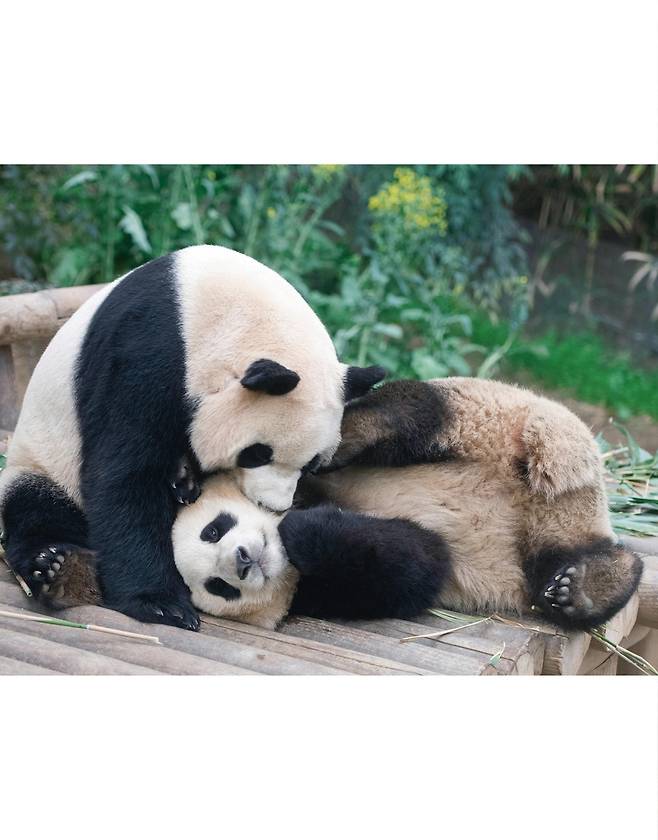 어리광 부리는 푸바오  [ⓒ <푸바오, 매일매일 행복해>, 시공주니어. 재판매 및 DB 금지]