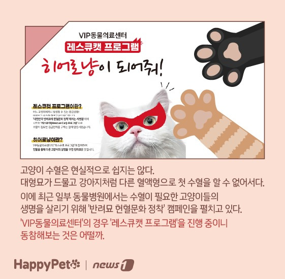 고양이 혈액형 펫카드 ⓒ 뉴스1