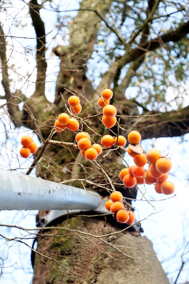 경남 의령 수령 500년된 감나무에 감이 열려있다. 의령군 제공