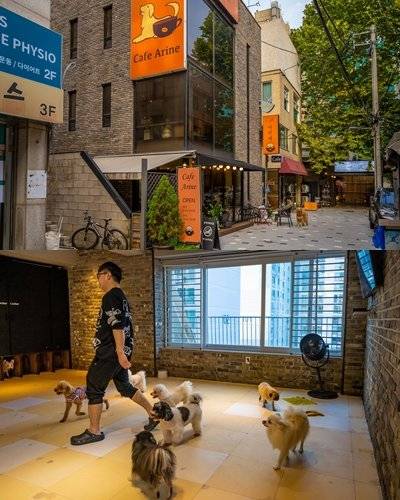 반려견 동반 출입이 가능한 카페 아리네(위), 애견카페 멍의 소형견 룸. 사진제공|서울관광재단