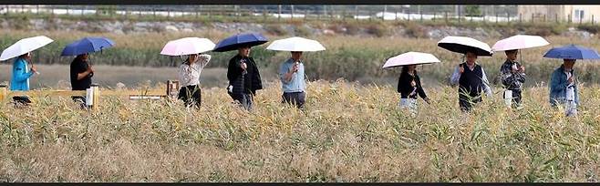 갈대 축제 찾은 관광객 [강진군 제공·재판매 및 DB 금지]