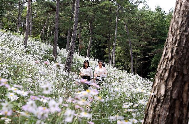 하얗게 핀 구절초 동산.[사진=강진군]