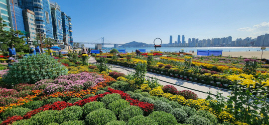 국화꽃이 만발한 광안리 민락해변. 수영구청 제공