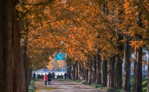 담양&nbsp;메타세쿼이아길 /&nbsp;한국관광공사