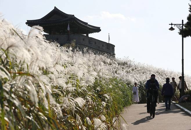 수원화성에 억새가 만개해있다.(사진=저작권자(c) 뉴스1, 무단 전재-재배포 금지)