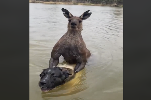 호주 빅토리아주 밀두라에 있는 머레이 강에서 캥거루가 대형 반려견 뒤쪽에서 목을 조르고 있다. 인스타그램@milduramartialarts 캡처