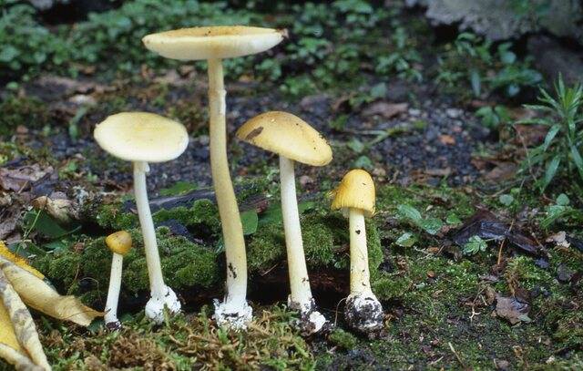 독버섯으로 분류되는 개나리광대버섯