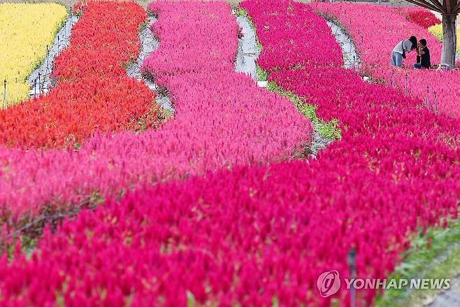 화려한 색 뽐내는 고석정 꽃밭 [연합뉴스 자료사진]