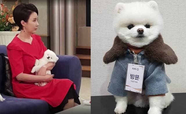 KBS1 '꽃길만 걸어요'에서 제니 역을 맡은 연기견 이오가 구윤경(경숙 분) 품에 안겨 있는 모습(왼쪽)과 KBS 출입증을 목에 걸고 방송국으로 출근하고 있는 모습이다. /KBS