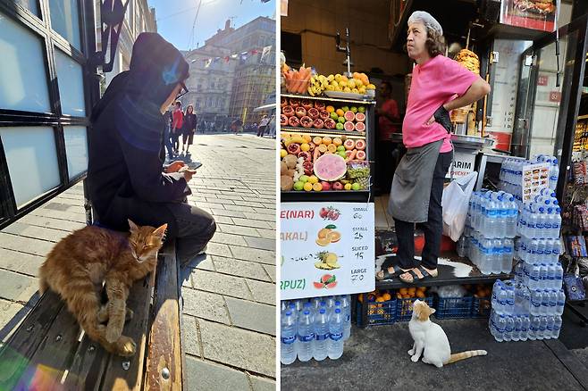 튀르키예 이스탄불, 고양이 한마리가 정거장 벤치에서 트램을 기다리는 사람 옆에 기대어  낮잠을 청하고 있다(사진 왼쪽).  가게주인을 바라보는 고양이 모습이 마치 먹을 것을 기다리는 것 같다.(오른쪽)  주민들도 호의적이며 이곳 고양이들도 사람들을 경계하지 않는다./김영근 기자