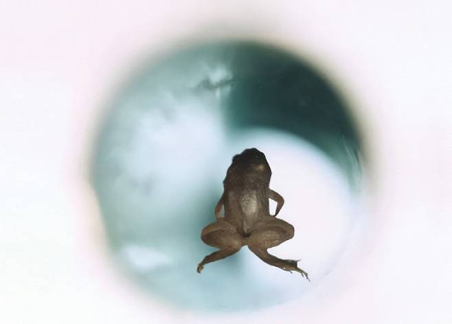 공중 부양 개구리. Lijnis Nelemans/High Field Magnet Laboratory/Radboud University Nijmegen 제공