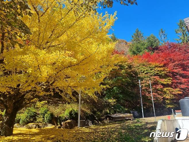 올 가을 단풍 절정기에 접어든 22일 강원 평창군 대관령면에 위치한 대관령 하늘목장 산책로에 오색빛 단풍이 물들어 있다.2023.10.22/뉴스1 ⓒ News1 윤왕근 기자