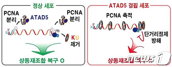 DNA 이중나선절단 부위에 남은 PCNA가 상동재조합 복구 결함을 일으키는 메커니즘.(IBS 제공)/뉴스1