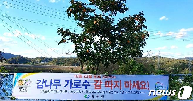 충북 영동군이 관리자가 따로 없는 인적 뜸한 외곽도로변 곳곳에 감 수확 금지 내용을 담은 현수막을 내걸었다. /뉴스1