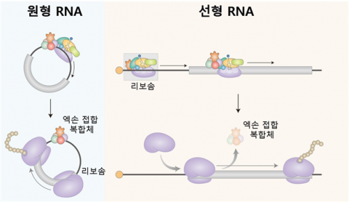 원형 RNA와 선형 RNA 비교 자료. KAIST 제공