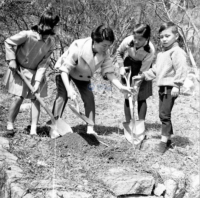 1965년 식목일 육영수(왼쪽 둘째) 여사와 자녀들이 청와대 경내에 기념식수를 하는 모습. /국가기록원