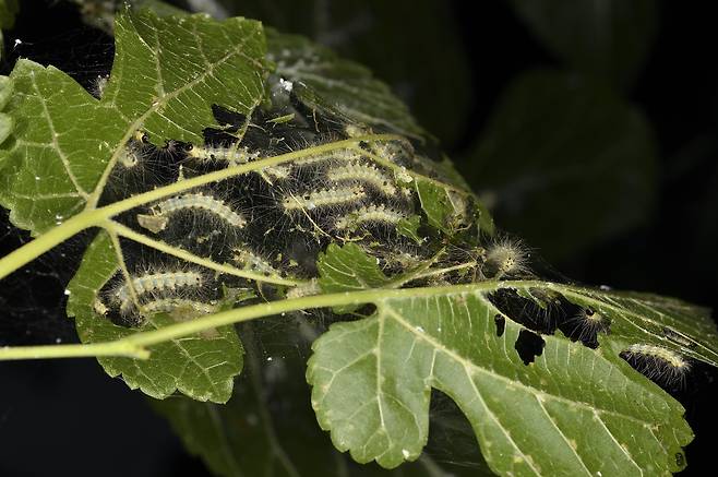 미국흰불나방 유충./뉴스1