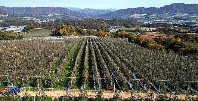 해발 400~500m의 고지대 분지에 자리잡은 사과농장. 박종식 기자