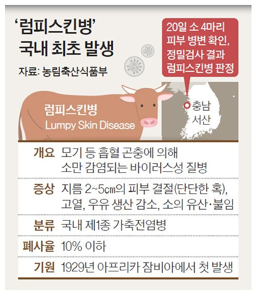 럼피스킨병 국내 최초 발생