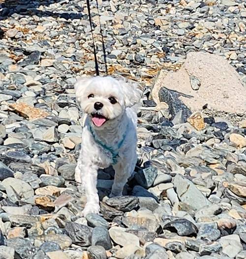 전혜원이 호랑이가 삶의 원동력이라고 밝혔다. 사진=와이원엔터테인먼트