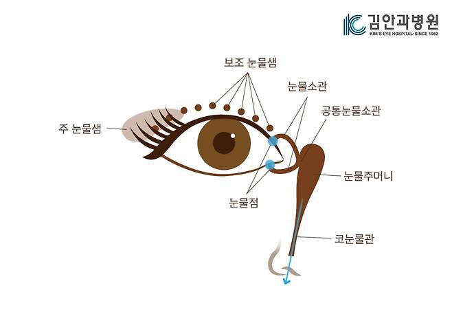 눈물샘, 눈물점, 코눈물관 구조./사진=김안과병원