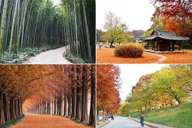 담양 3대 명품숲. 윗줄 왼쪽부터 시계 방향으로 죽녹원, 시가문화촌, 메타세쿼이아 가로수길, 관방제림. (사진=담양군 제공) *재판매 및 DB 금지