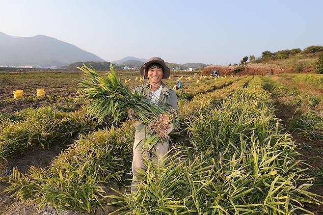 생강 재배 [경남 산청군 제공. 재판매 및 DB 금지]