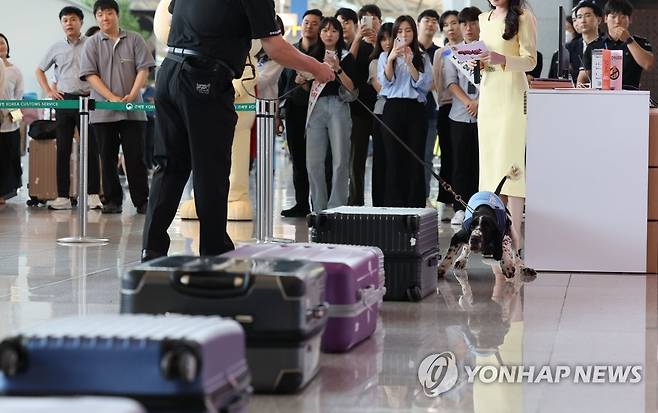 '마약 냄새는 내가 다 맡아' (영종도=연합뉴스) 김도훈 기자 = 25일 인천국제공항 제1여객터미널 출국장에서 열린 상반기 마약단속 동향 발표 및 마약류 밀반입 예방 캠페인에서 탐지견 유로가 마약 탐지 시연을 하고 있다. 2023.7.25 [공동 취재] superdoo82@yna.co.kr