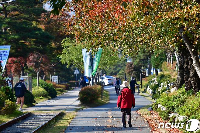 25일 경북 포항시 남구 대잠동 교차로 인근에 심어진 가로수에 단풍이 곱게 물들고 있다. 2023.10.25/뉴스1 ⓒ News1 최창호 기자