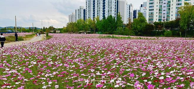 승기천 환경사랑 걷기대회 코스에 핀 코스모스