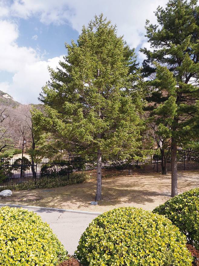 최규하 대통령이 1980년 4월 11일에 기념식수한 독일가문비나무. 헬기장과 녹지원 사이에 있다. /눌와